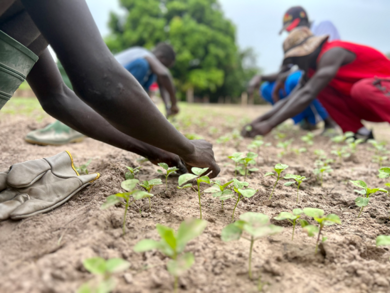 Menschen pflanzen Setzlinge auf einem Feld, Fokus auf Hände und junge Pflanzen