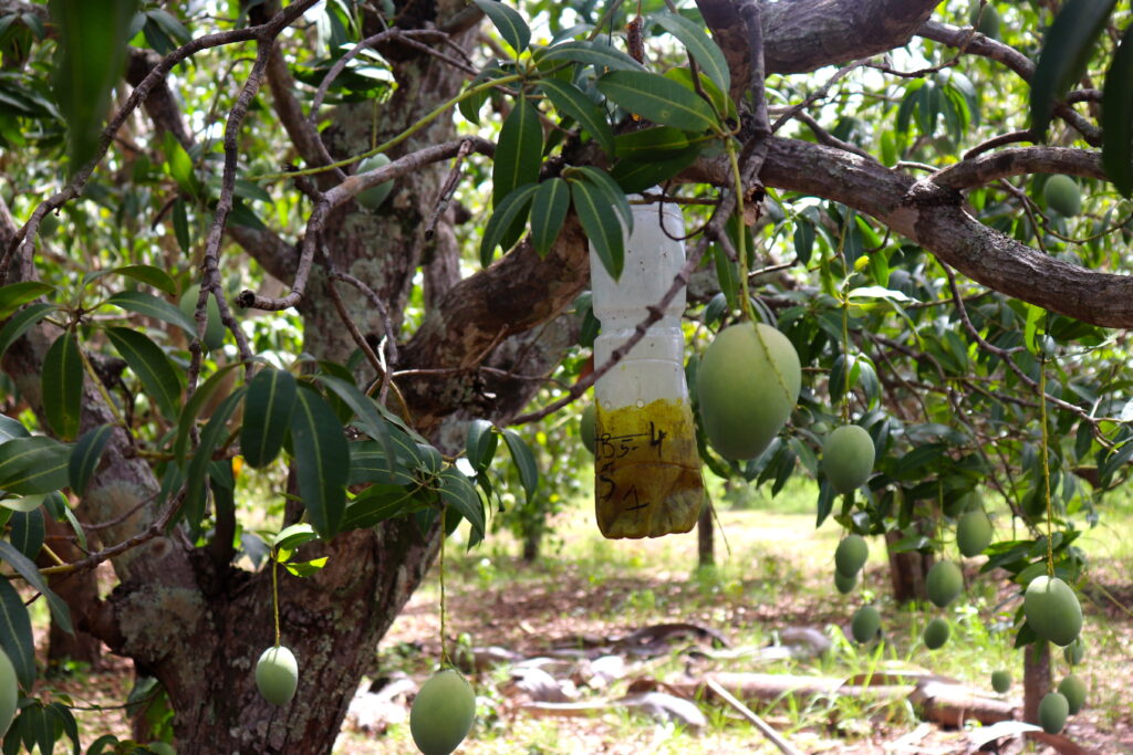 Mango tree with hanging green fruit and a tagged bottle in an orchard