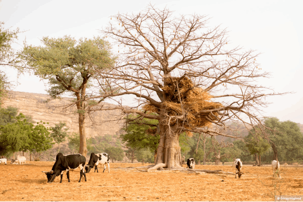 Cattle graze beneath a baobab tree in a dry rural landscape with rocky hills