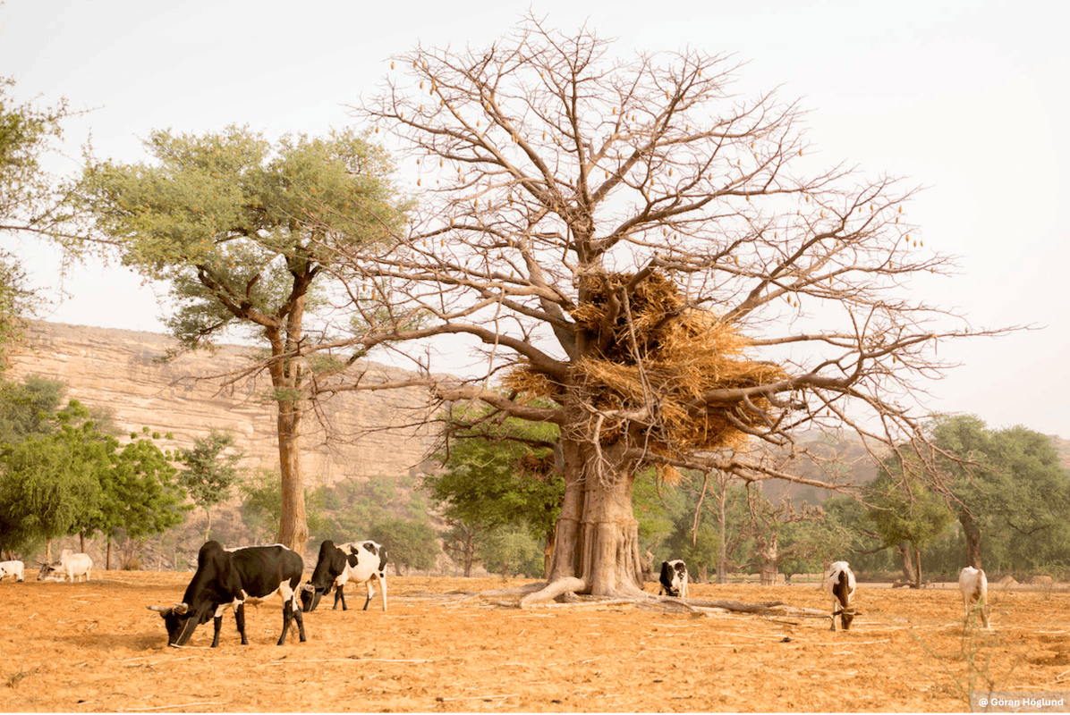 Cattle graze beneath a baobab tree in a dry rural landscape with rocky hills