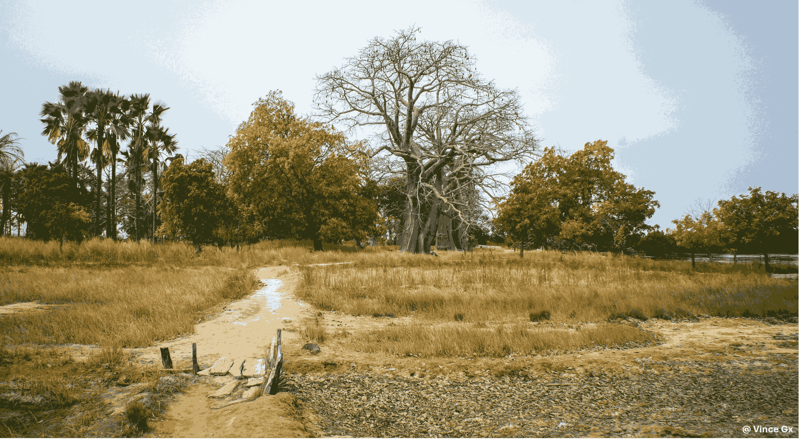 Dry savanna landscape with a narrow path, tall grasses, and scattered trees under a clear sky