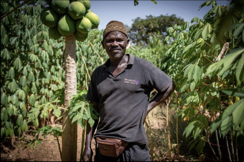 Landwirt in Papayaplantage, trägt dunkles Hemd und Mütze, sonniger Tag