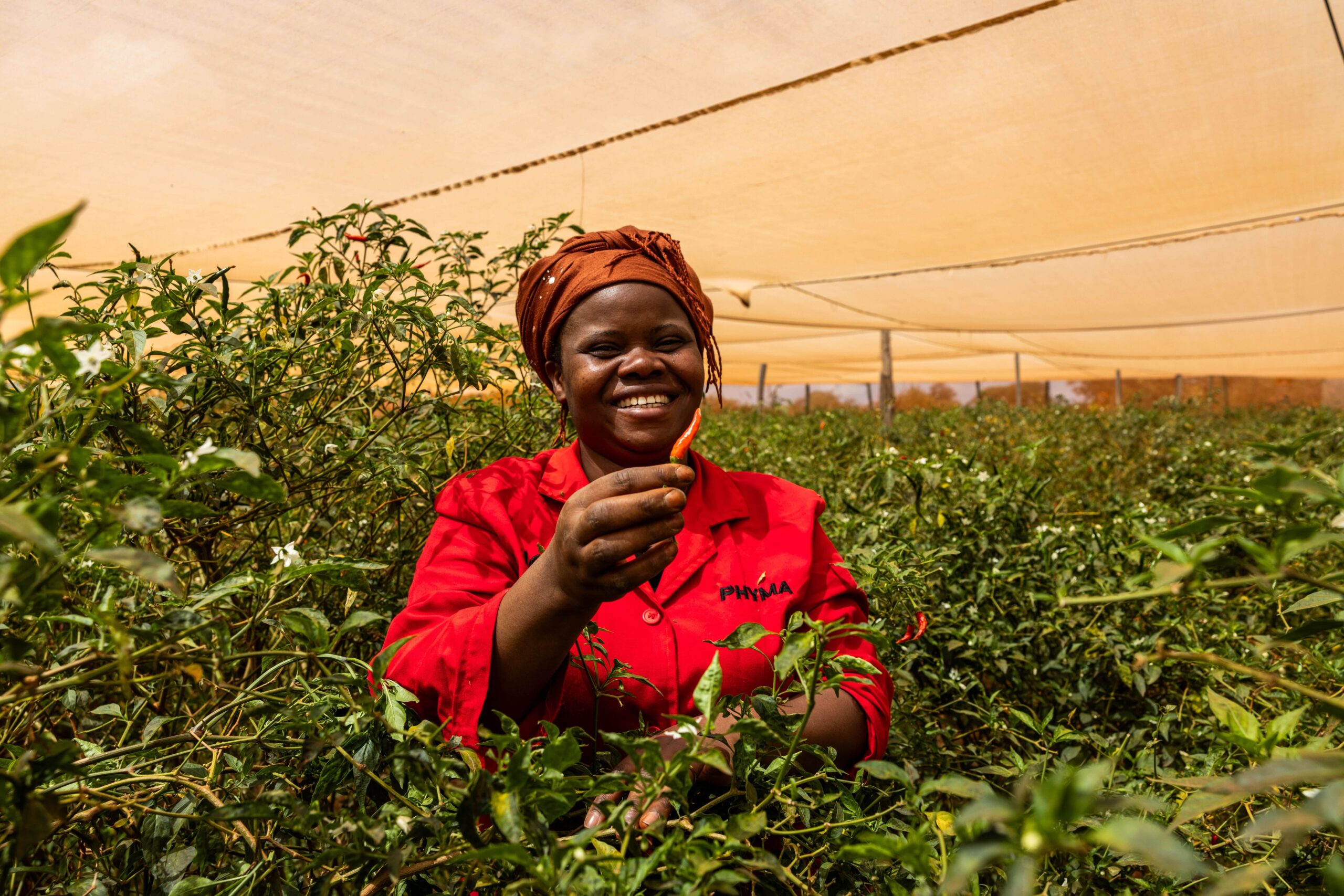 Smiling woman in red workwear holds a chili pepper in a shaded greenhouse crop field