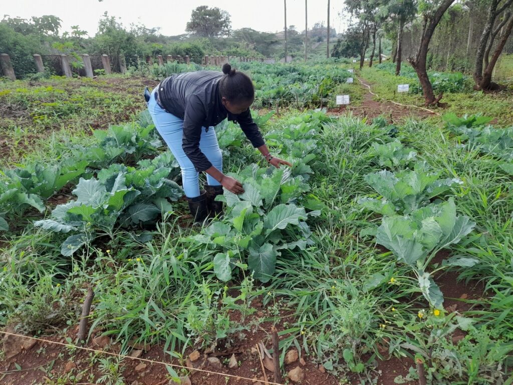 Woman inspecting leafy vegetable crops in a field, with rows of plants and trees nearby