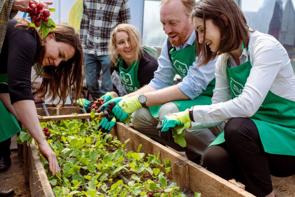 Volunteers in green aprons harvest radishes from a raised garden bed outdoors