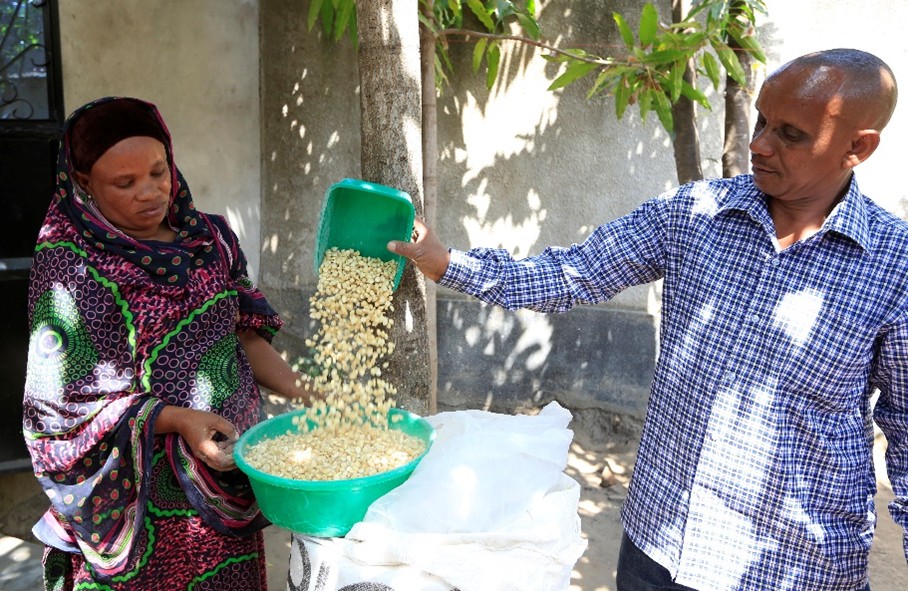 Zwei Personen sortieren Bohnen in einem Außenbereich unter einem Baum.
