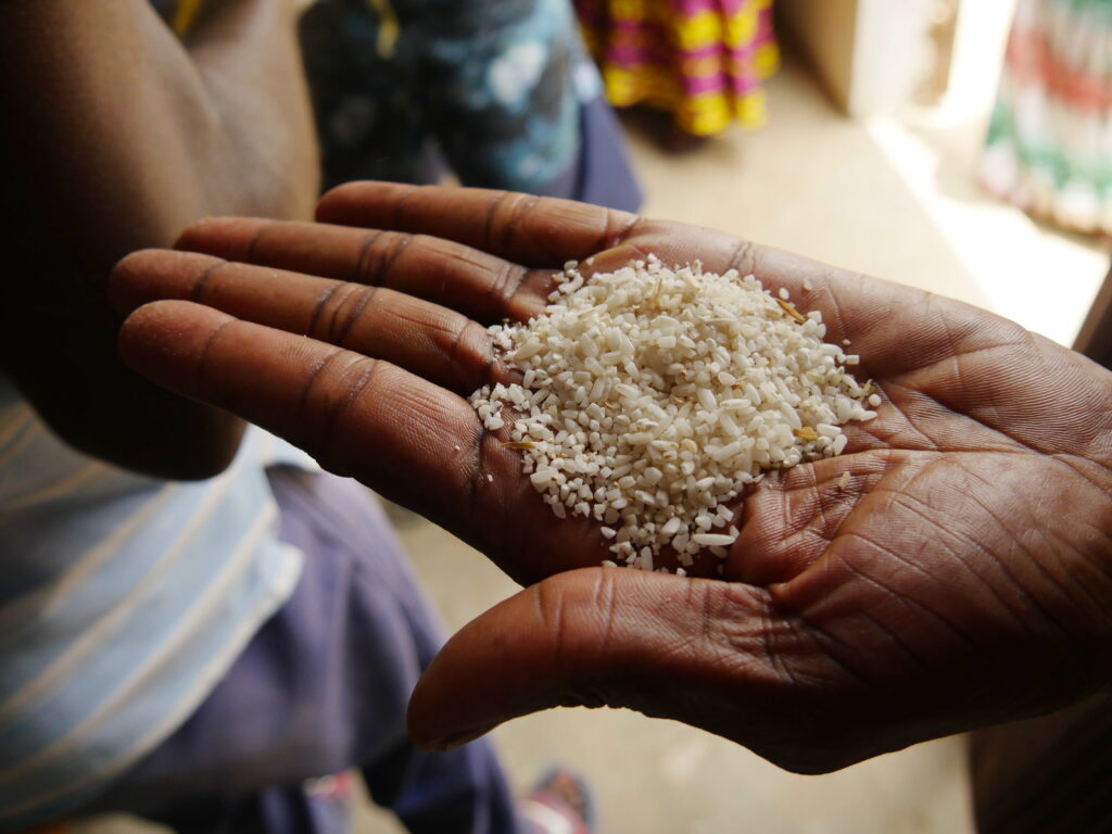 Hand holding rice in a village, symbolizes food security